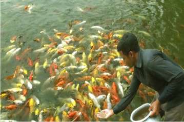 Mak Life Fish Farming